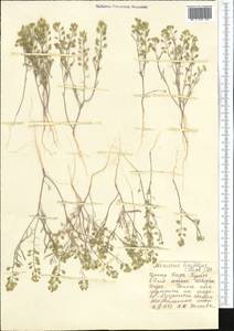 Meniocus linifolius (Stephan ex Willd.) DC., Middle Asia, Karakum (M6) (Turkmenistan)