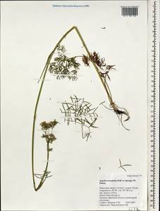 Ostericum tenuifolium (Pall. ex Spreng.) Y.C.Chu, Mongolia (MONG) (Mongolia)