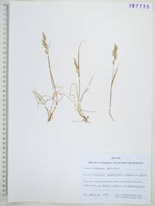Koeleria subalpestris (Hartm.) Barberá, Quintanar, Soreng & P.M.Peterson, Siberia, Russian Far East (S6) (Russia)