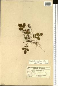 Potentilla ancistrifolia Bunge, Siberia, Russian Far East (S6) (Russia)