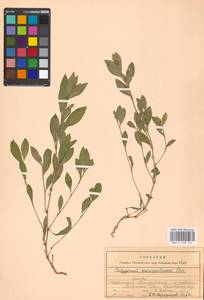 Polygonum aviculare L., Eastern Europe, Moscow region (E4a) (Russia)