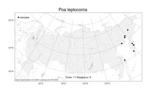 Poa leptocoma Trin., Atlas of the Russian Flora (FLORUS) (Russia)