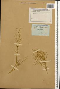 Lepidium vesicarium L., Caucasus (no precise locality) (K0)