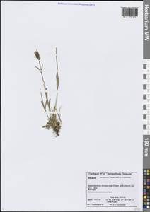 Silene involucrata subsp. involucrata, Siberia, Central Siberia (S3) (Russia)