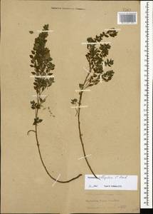 Parietaria judaica L., Caucasus, Stavropol Krai, Karachay-Cherkessia & Kabardino-Balkaria (K1b) (Russia)