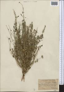 Andrachne telephioides L., Middle Asia, Syr-Darian deserts & Kyzylkum (M7) (Kazakhstan)