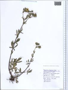 Potentilla astracanica Jacq., Caucasus, Black Sea Shore (from Novorossiysk to Adler) (K3) (Russia)