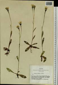 Crepis bungei Ledeb. ex DC., Siberia, Altai & Sayany Mountains (S2) (Russia)