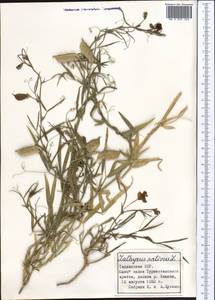 Lathyrus sativus L., Middle Asia, Pamir & Pamiro-Alai (M2) (Tajikistan)