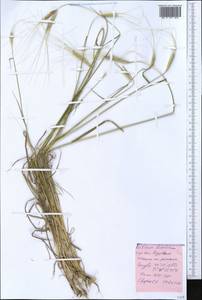 Triticum monococcum subsp. aegilopoides (Link) Thell., Crimea (KRYM) (Russia)