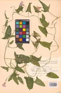 Convolvulus arvensis L., Eastern Europe, Moscow region (E4a) (Russia)