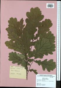 Quercus robur L., Eastern Europe, Central region (E4) (Russia)