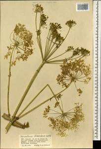 Heracleum dissectum Ledeb., Mongolia (MONG) (Mongolia)