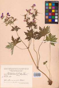 Geranium pratense L., Eastern Europe, Central region (E4) (Russia)