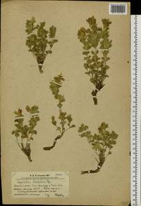 Lagochilus ilicifolius Bunge ex Benth., Siberia, Altai & Sayany Mountains (S2) (Russia)