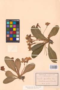 Primula vulgaris subsp. vulgaris, Western Europe (EUR) (France)