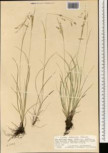 Carex delicata C.B.Clarke, Mongolia (MONG) (Mongolia)