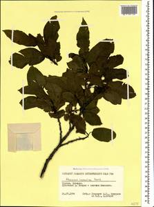 Atadinus imeretinus (Booth, Petz. & G. Kirchn.) Hauenschild, Caucasus, Georgia (K4) (Georgia)