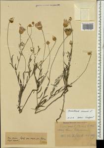 Xeranthemum annuum L., Caucasus, Krasnodar Krai & Adygea (K1a) (Russia)