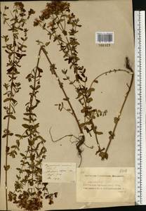 Hypericum perforatum L., Eastern Europe, Middle Volga region (E8) (Russia)