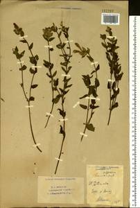 Scutellaria alpina L., Eastern Europe, Eastern region (E10) (Russia)