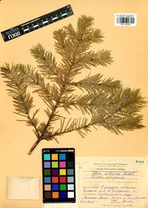 Abies sibirica Ledeb., Siberia, Baikal & Transbaikal region (S4) (Russia)