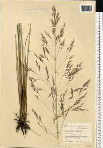 Neotrinia splendens (Trin.) M.Nobis, P.D.Gudkova & A.Nowak, Eastern Europe, Lower Volga region (E9) (Russia)