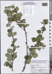 Betula pubescens var. pumila (Zanoni ex Murray) Govaerts, Siberia, Central Siberia (S3) (Russia)