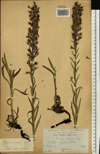 Pontechium maculatum (L.) Böhle & Hilger, Eastern Europe, Central forest-and-steppe region (E6) (Russia)