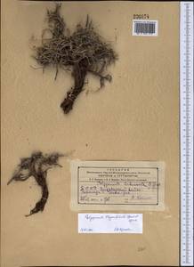 Polygonum thymifolium Jaub. & Spach, Middle Asia, Kopet Dag, Badkhyz, Small & Great Balkhan (M1) (Turkmenistan)
