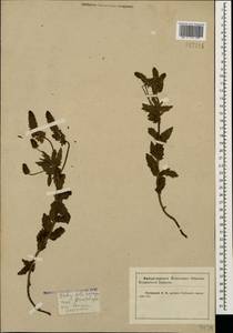Veronica austriaca subsp. dentata (F. W. Schmidt) Watzl, Caucasus, Krasnodar Krai & Adygea (K1a) (Russia)