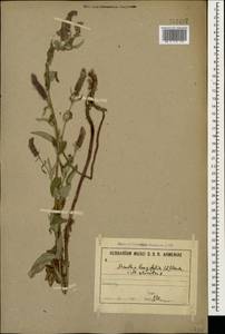 Mentha longifolia (L.) L., Caucasus, Armenia (K5) (Armenia)