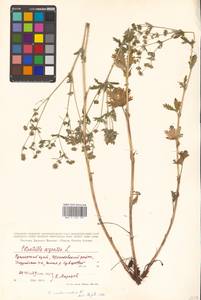 Potentilla argentea L., Siberia, Russian Far East (S6) (Russia)