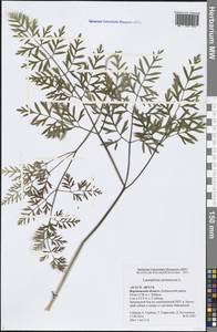 Silphiodaucus prutenicus subsp. prutenicus, Eastern Europe, Central forest-and-steppe region (E6) (Russia)