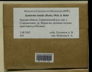 Syntrichia ruralis (Hedw.) F. Weber & D. Mohr, Bryophytes, Bryophytes - Central forest-and-steppe region (B10) (Russia)