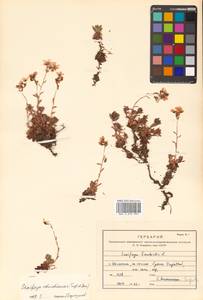 Saxifraga cherlerioides D. Don, Siberia, Russian Far East (S6) (Russia)