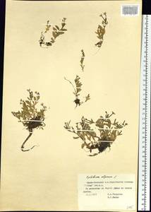 Epilobium anagallidifolium Lam., Siberia, Western Siberia (S1) (Russia)