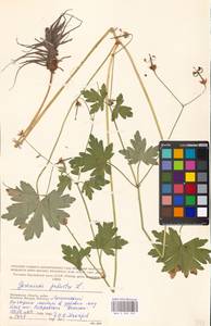 Geranium palustre L., Eastern Europe, Moscow region (E4a) (Russia)