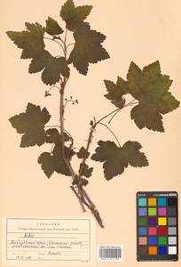 Ribes rubrum L., Siberia, Russian Far East (S6) (Russia)