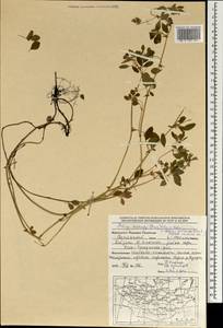 Medicago ruthenica (L.)Ledeb., Mongolia (MONG) (Mongolia)