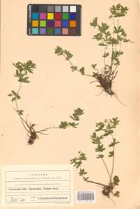 Potentilla erecta (L.) Raeusch., Eastern Europe, West Ukrainian region (E13) (Ukraine)