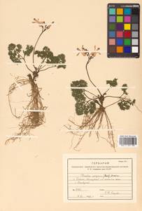 Dicentra peregrina (Rudolph) Makino, Siberia, Russian Far East (S6) (Russia)