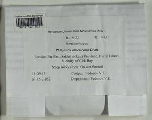 Philonotis americana Dism., Bryophytes, Bryophytes - Russian Far East (excl. Chukotka & Kamchatka) (B20) (Russia)