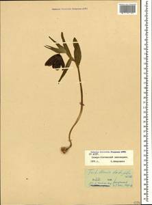 Fritillaria latifolia Willd., Caucasus, North Ossetia, Ingushetia & Chechnya (K1c) (Russia)