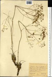 Palimbia turgaica Lipsky, Siberia, Western Siberia (S1) (Russia)