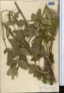 Semenovia dasycarpa (Regel & Schmalh.) Korovin ex Pimenov & V. N. Tikhom., Middle Asia, Pamir & Pamiro-Alai (M2) (Kyrgyzstan)