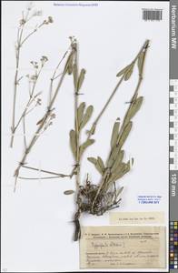 Gypsophila altissima L., Middle Asia, Northern & Central Kazakhstan (M10) (Kazakhstan)