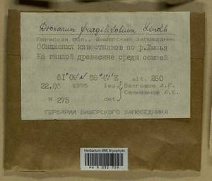 Dicranum fragilifolium Lindb., Bryophytes, Bryophytes - Permsky Krai, Udmurt Republic, Sverdlovsk & Kirov Oblasts (B8) (Russia)