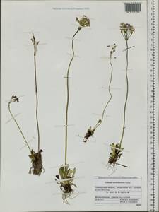 Primula modesta Bisset & Moore, Siberia, Russian Far East (S6) (Russia)