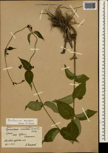 Vincetoxicum scandens Sommier & Levier, Crimea (KRYM) (Russia)